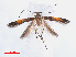  (Cosmopterix chalybaeella - RMNH.INS.544194)  @13 [ ] CreativeCommons - Attribution Non-Commercial Share-Alike (2013) Unspecified Naturalis, Biodiversity Centre