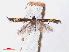 (Cosmopterix damnosa - RMNH.INS.544209)  @11 [ ] CreativeCommons - Attribution Non-Commercial Share-Alike (2013) Unspecified Naturalis, Biodiversity Centre