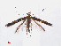  ( - RMNH.INS.544210)  @13 [ ] CreativeCommons - Attribution Non-Commercial Share-Alike (2013) Unspecified Naturalis, Biodiversity Centre
