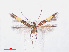  ( - RMNH.INS.544216)  @11 [ ] CreativeCommons - Attribution Non-Commercial Share-Alike (2013) Unspecified Naturalis, Biodiversity Centre