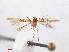  ( - RMNH.INS.544227)  @11 [ ] CreativeCommons - Attribution Non-Commercial Share-Alike (2013) Unspecified Naturalis, Biodiversity Centre