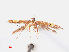  ( - RMNH.INS.544229)  @11 [ ] CreativeCommons - Attribution Non-Commercial Share-Alike (2013) Unspecified Naturalis, Biodiversity Centre