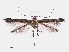  (Cosmopterix aurotegulae - RMNH.INS.549926)  @11 [ ] CreativeCommons - Attribution Non-Commercial Share-Alike (2013) Unspecified Naturalis, Biodiversity Centre