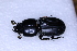  ( - COLTAC023)  @11 [ ] CreativeCommons  Attribution Share-Alike (by-sa) (2017) Colección de Insectos El Colegio de la Frontera Sur, Unidad Tapachula