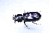  ( - COLTAC030)  @11 [ ] CreativeCommons  Attribution Share-Alike (by-sa) (2017) Colección de Insectos El Colegio de la Frontera Sur, Unidad Tapachula