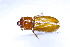  ( - COLTAC031)  @11 [ ] CreativeCommons  Attribution Share-Alike (by-sa) (2017) Colección de Insectos El Colegio de la Frontera Sur, Unidad Tapachula
