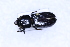  ( - COLTAC057)  @11 [ ] CreativeCommons  Attribution Share-Alike (by-sa) (2017) Colección de Insectos El Colegio de la Frontera Sur, Unidad Tapachula