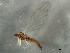  ( - 09CPMAY-146)  @13 [ ] CreativeCommons - Attribution (2010) CBG Photography Group Centre for Biodiversity Genomics