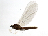  ( - 09CPMAY-155)  @13 [ ] CreativeCommons - Attribution (2010) CBG Photography Group Centre for Biodiversity Genomics