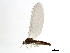  ( - 09CPMAY-157)  @13 [ ] CreativeCommons - Attribution (2010) CBG Photography Group Centre for Biodiversity Genomics