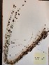  (Rhynchospora chalarocephala - MCF-211)  @11 [ ] copyright (2021) Melanie Flood Columbus State University