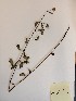  (Hyptis alata - MCF-271)  @11 [ ] copyright (2021) Unspecified Columbus State University