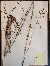  (Paspalum praecox - MCF-278)  @11 [ ] copyright (2021) Unspecified Columbus State University