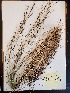  (Aristida virgata - MCF-297)  @11 [ ] copyright (2021) Unspecified Columbus State University