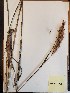  (Saccharum alopecuroides - MCF-325)  @11 [ ] copyright (2021) Unspecified Columbus State University