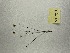  (Utricularia subulata - MCF-329)  @11 [ ] copyright (2021) Kevin Burgess Columbus State University