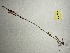  (Rumex hastatulus - MCF-348)  @11 [ ] copyright (2021) Kevin Burgess Columbus State University
