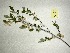 (Styrax americanus - MCF-357)  @11 [ ] copyright (2021) Kevin Burgess Columbus State University