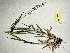  (Dichanthelium strigosum - MCF-375)  @11 [ ] copyright (2021) Kevin Burgess Columbus State University