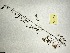  (Mimosa microphylla - MCF-382)  @11 [ ] copyright (2021) Kevin Burgess Columbus State University
