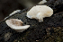  (Polyporus - TRTC157725)  @11 [ ] CreativeCommons - Attribution Non-Commercial Share-Alike (2010) Unspecified Royal Ontario Museum