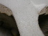  ( - S-0309)  @11 [ ] CreativeCommons - Attribution Non-Commercial Share-Alike (2010) Jeffrey A. Klemens Royal Ontario Museum