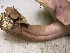  ( - S-0309)  @11 [ ] CreativeCommons - Attribution Non-Commercial Share-Alike (2010) Jeffrey A. Klemens Royal Ontario Museum