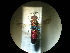  (Chrysura cuprea - CCDB-05715-E01)  @14 [ ] Copyright  G. Blagoev 2010 Unspecified