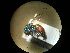  (Chrysura desidiosa - CCDB-05715-G03)  @13 [ ] Copyright  G. Blagoev 2010 Unspecified