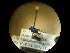  (Chrysura simplex - CCDB-05715-G10)  @12 [ ] Copyright  G. Blagoev 2010 Unspecified