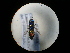  ( - CCDB-05794-F07)  @12 [ ] Copyright  G. Blagoev 2010 Unspecified