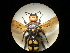  ( - CCDB-05798-H04)  @13 [ ] Copyright  G. Blagoev 2010 Unspecified