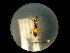  (Didineis wuestenii - CCDB-06434-B03)  @11 [ ] CreativeCommons - Attribution (2010) Gergin Blagoev, Centre for Biodiversity Genomics Centre for Biodiversity Genomics