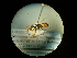  ( - CCDB-06434-B05)  @12 [ ] CreativeCommons - Attribution (2010) Gergin Blagoev, Centre for Biodiversity Genomics Centre for Biodiversity Genomics