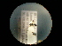  ( - CCDB-06434-B06)  @12 [ ] CreativeCommons - Attribution (2010) Gergin Blagoev, Centre for Biodiversity Genomics Centre for Biodiversity Genomics