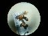  ( - CCDB-09753-C09)  @11 [ ] Copyright  G. Blagoev 2010 Unspecified