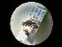  ( - CCDB-09783-B06)  @11 [ ] Copyright  G. Blagoev 2010 Unspecified