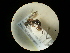  ( - CCDB-09783-B07)  @11 [ ] Copyright  G. Blagoev 2010 Unspecified