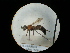  ( - CCDB-09783-B11)  @11 [ ] Copyright  G. Blagoev 2010 Unspecified
