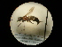  ( - CCDB-09783-C03)  @11 [ ] Copyright  G. Blagoev 2010 Unspecified
