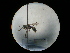  ( - CCDB-09783-E08)  @13 [ ] Copyright  G. Blagoev 2010 Unspecified