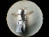  ( - CCDB-09784-F06)  @12 [ ] Copyright  G. Blagoev 2010 Unspecified