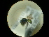  ( - CCDB-09785-E10)  @11 [ ] Copyright  G. Blagoev 2010 Unspecified