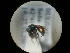  ( - CCDB-09785-E12)  @12 [ ] Copyright  G. Blagoev 2010 Unspecified