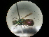  (Hedychridium mediocrate - CCDB-09785-G07)  @13 [ ] Copyright  G. Blagoev 2010 Unspecified