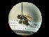  (Euchroeus - CCDB-09786-D09)  @13 [ ] Copyright  G. Blagoev 2010 Unspecified