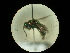  (Spintharina - CCDB-09786-D10)  @13 [ ] Copyright  G. Blagoev 2010 Unspecified