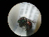  ( - CCDB-09786-D11)  @11 [ ] Copyright  G. Blagoev 2010 Unspecified