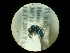  (Chrysidea - CCDB-09786-E11)  @13 [ ] Copyright  G. Blagoev 2010 Unspecified