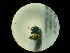  (Holopyga chrysonotus - CCDB-09786-F03)  @13 [ ] Copyright  G. Blagoev 2010 Unspecified